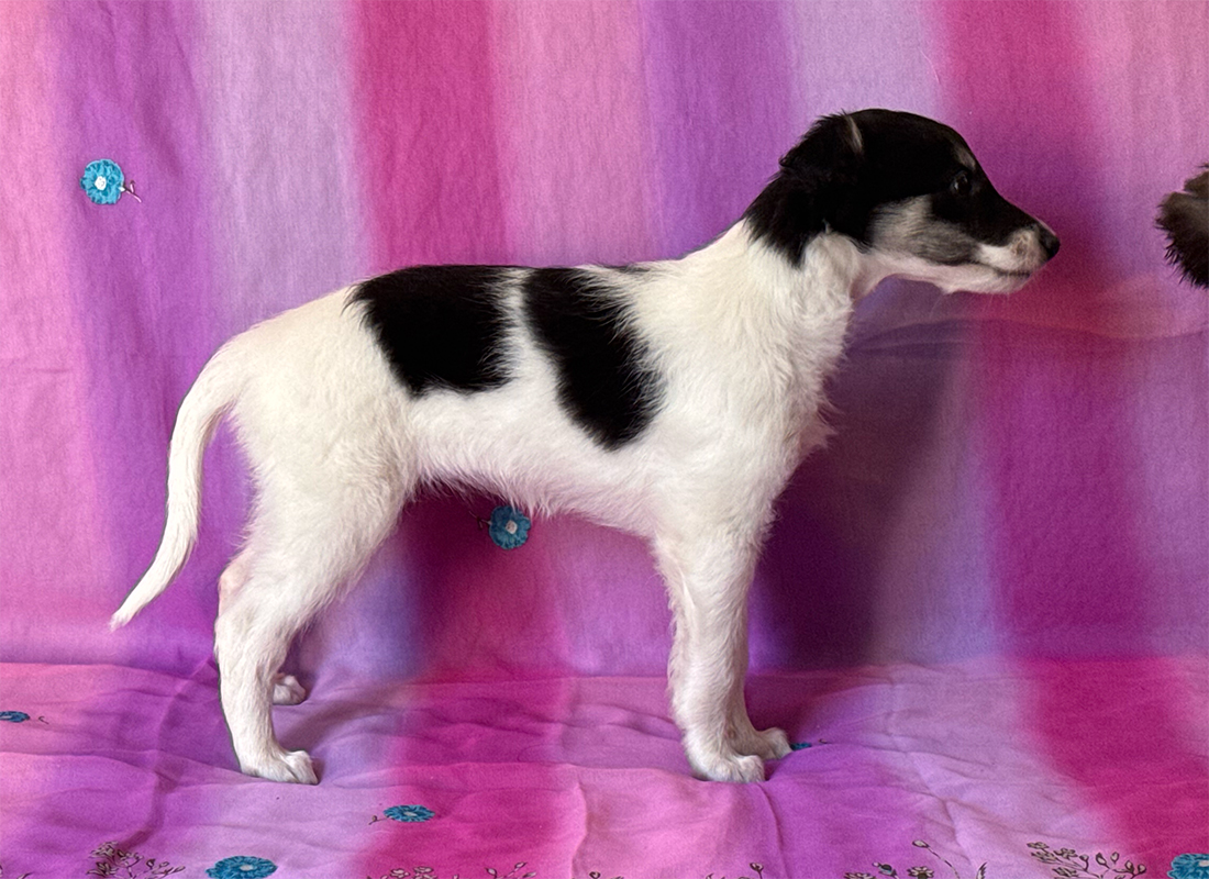 6 weeks - Trill right